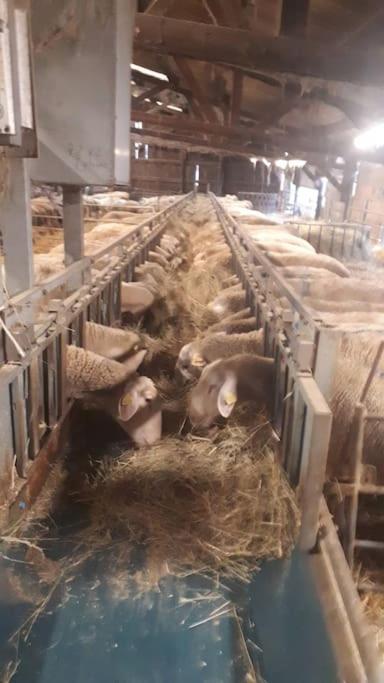 Gite A La Ferme, Avec Animaux, Fromages Et Nature Neuville-les-Decize Exterior photo